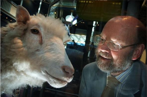 Picture 1 of 6 post-sheep cloning Dolly