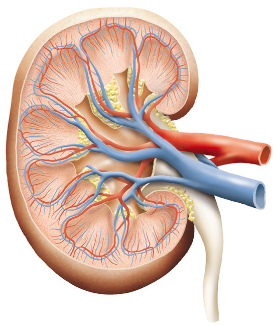 Picture 1 of 6 signs of kidney infection: Recognize with the naked eye, just need to look carefully