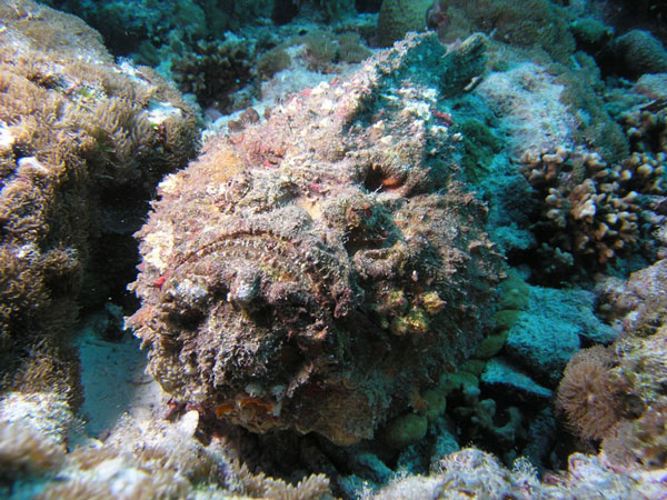 Picture 6 of 6 small but dangerous animals