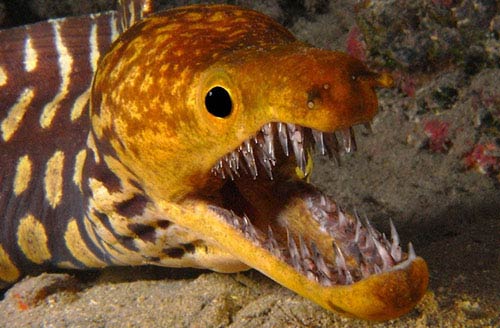 Picture 1 of 6 species of 'water monsters' have a killing function at a glance