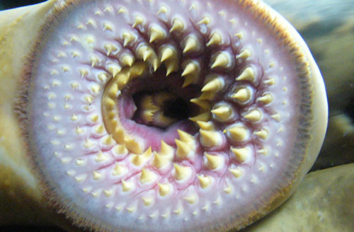 Picture 2 of 6 species of 'water monsters' have a killing function at a glance
