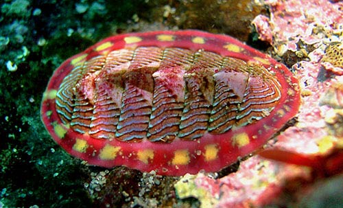 Picture 3 of 6 species of 'water monsters' have a killing function at a glance