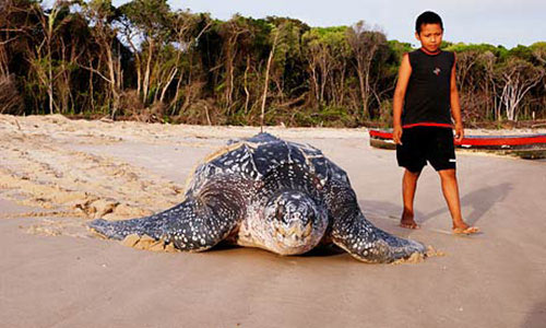 Picture 5 of 6 species of 'water monsters' have a killing function at a glance