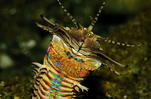 Picture 6 of 6 species of 'water monsters' have a killing function at a glance