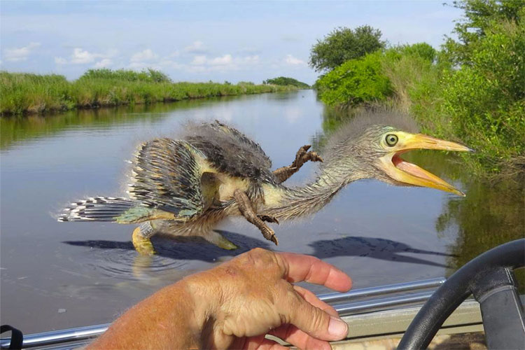 Picture 6 of 6 things you read about dinosaurs when you were young, but are no longer true
