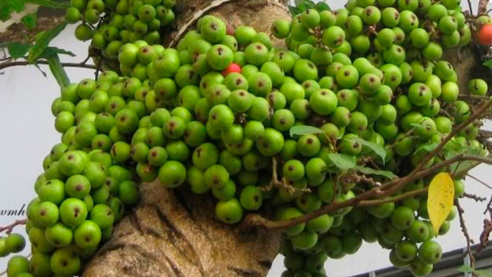 Picture 2 of 6 types of fruits should be eaten when suffering from heartburn