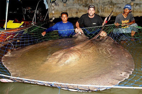 Picture 4 of 6 'ugly' prehistoric animals still exist today