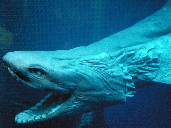 Picture 5 of 6 'ugly' prehistoric animals still exist today