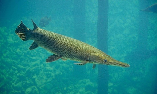 Picture 6 of 6 'ugly' prehistoric animals still exist today
