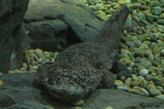 Picture 7 of 6 'ugly' prehistoric animals still exist today