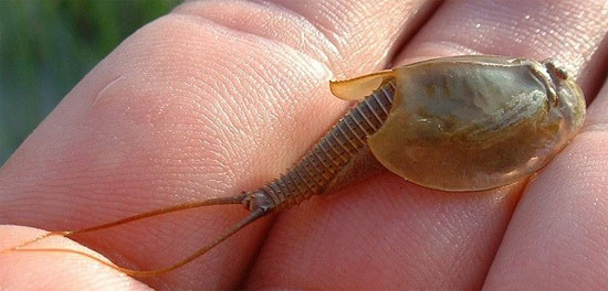 Picture 8 of 6 'ugly' prehistoric animals still exist today