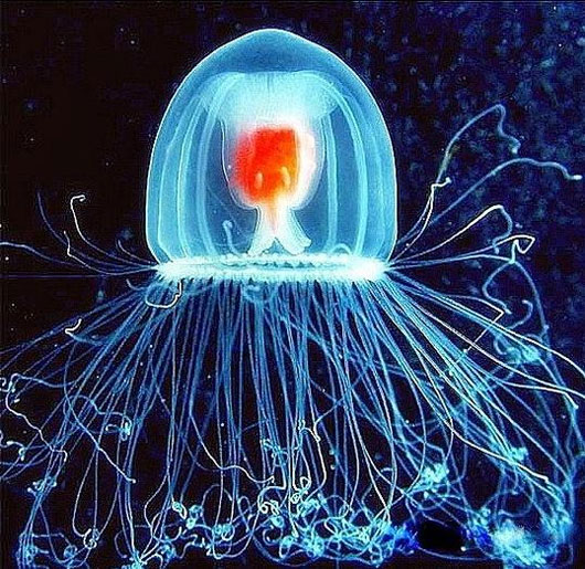 Picture 4 of 65 interesting things about jellyfish (1)