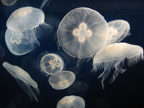 Picture 5 of 65 interesting things about jellyfish (1)
