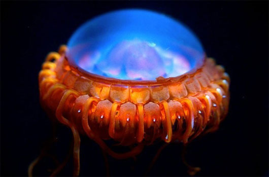 Picture 6 of 65 interesting things about jellyfish (1)