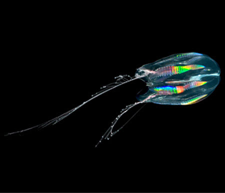 Picture 6 of 65 interesting things about jellyfish (2)