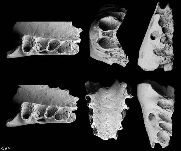Picture 3 of 66 million years ago the new animals were the boss of this Earth