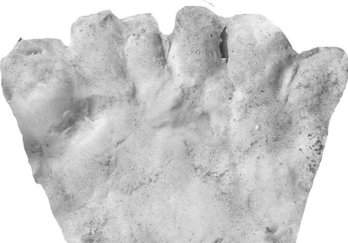 Picture 3 of 6-fingered limbs are 'fashion' in ancient America