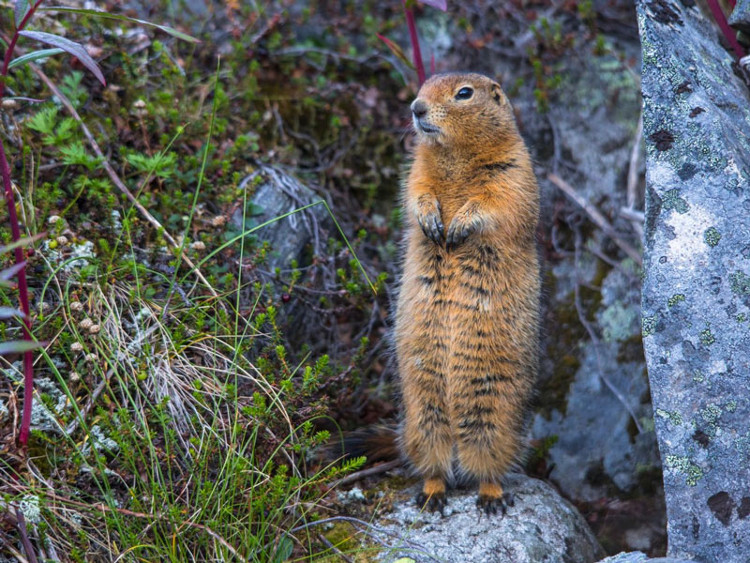 Picture 5 of 7 animals are cold resistant under 0 ° C best on the planet