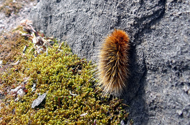 Picture 6 of 7 animals are cold resistant under 0 ° C best on the planet