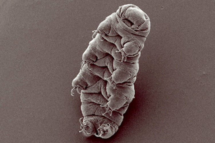 Picture 7 of 7 animals are cold resistant under 0 ° C best on the planet