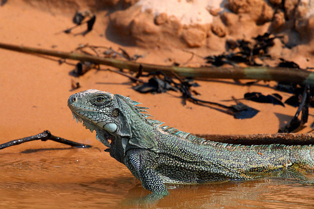 Picture 6 of 7 animals migrate the longest in nature