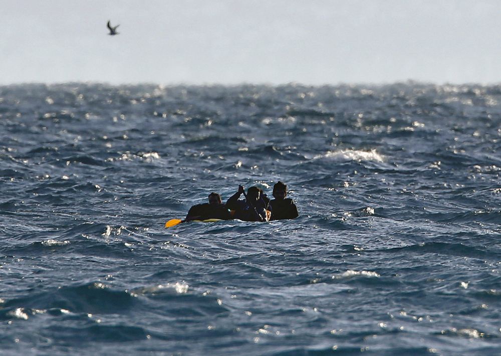 Picture 7 of 7 animals migrate the longest in nature