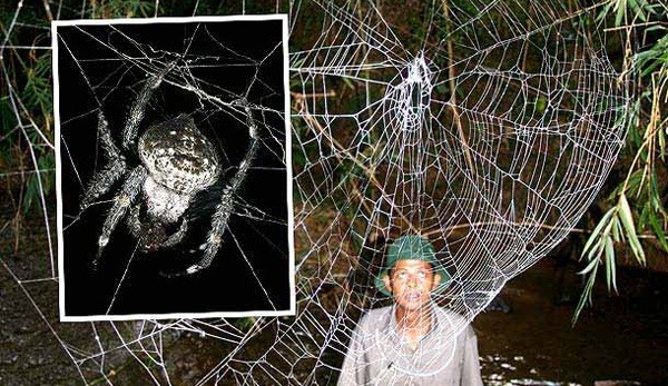 Picture 11 of 7 animals 'too fast too dangerous' than super heroes