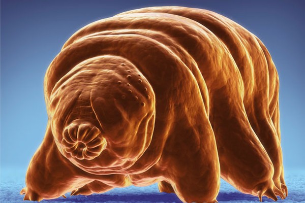 Picture 13 of 7 animals 'too fast too dangerous' than super heroes