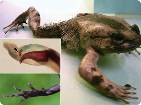 Picture 15 of 7 animals 'too fast too dangerous' than super heroes