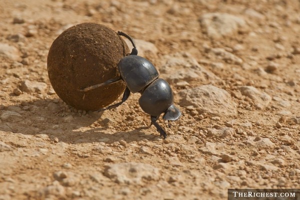 Picture 6 of 7 animals 'too fast too dangerous' than super heroes
