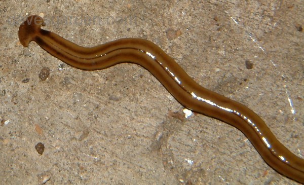 Picture 9 of 7 animals 'too fast too dangerous' than super heroes