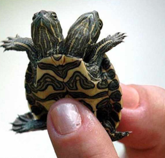 Picture 2 of 7 animals with two heads