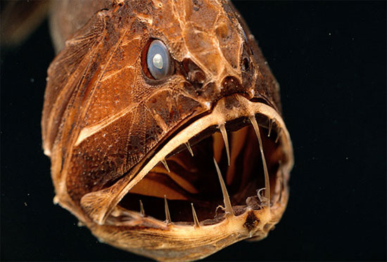Picture 1 of 7 bizarre creatures in the deep sea