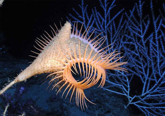 Picture 2 of 7 bizarre creatures in the deep sea