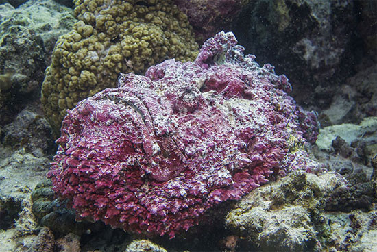 Picture 3 of 7 bizarre creatures in the deep sea