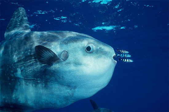 Picture 4 of 7 bizarre creatures in the deep sea