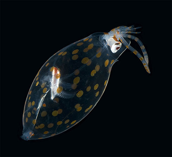 Picture 5 of 7 bizarre creatures in the deep sea