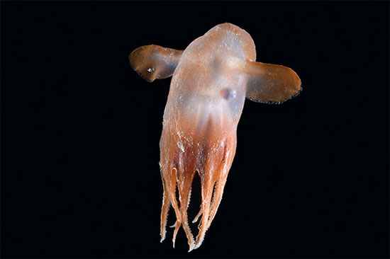 Picture 6 of 7 bizarre creatures in the deep sea