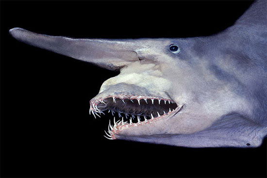 Picture 7 of 7 bizarre creatures in the deep sea