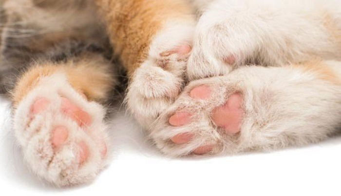 Picture 1 of 7 facts make you fall back on the ivory pearl legs of cat bosses