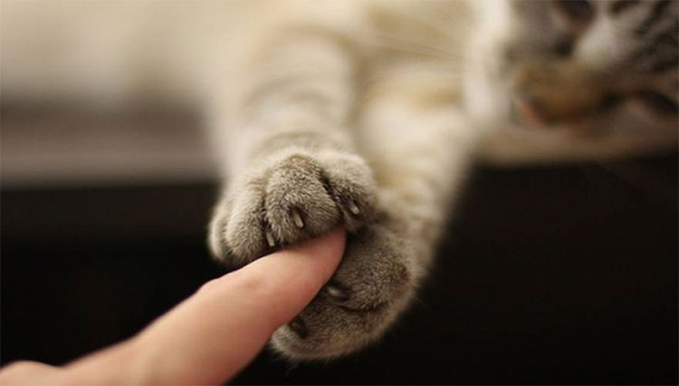 Picture 2 of 7 facts make you fall back on the ivory pearl legs of cat bosses