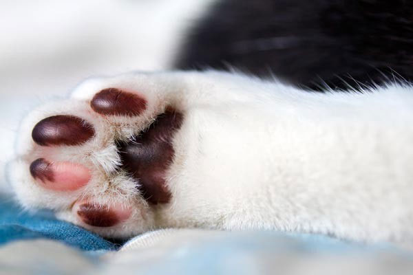 Picture 3 of 7 facts make you fall back on the ivory pearl legs of cat bosses