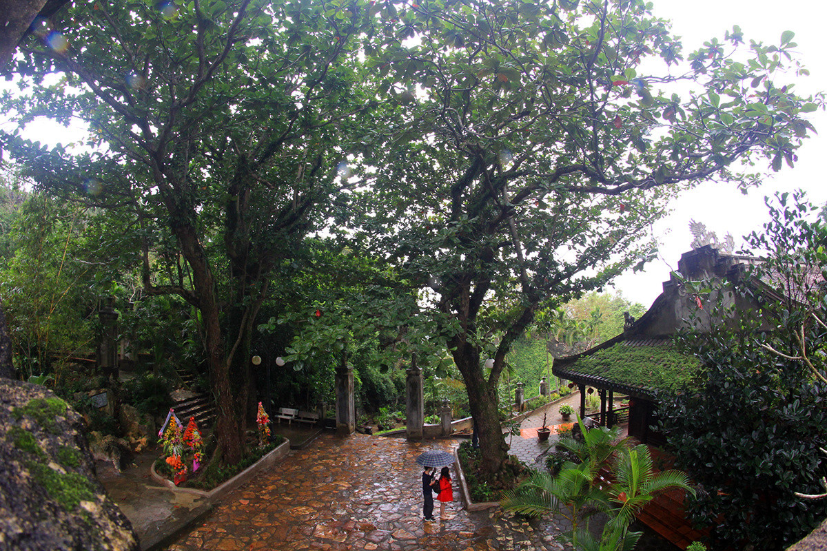 7 heritage trees on Marble Mountain