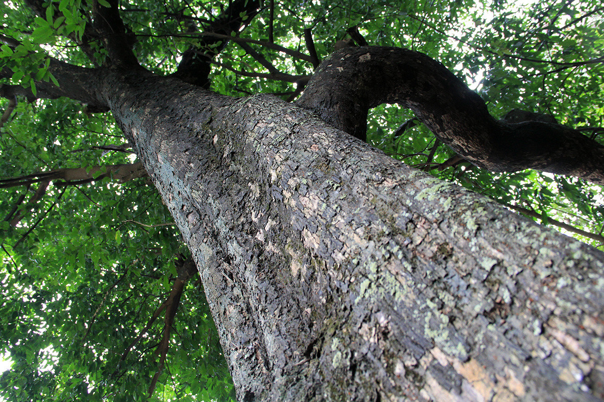 Picture 9 of 7 heritage trees on Marble Mountain