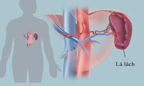 7 human organs can be removed and still survive images 1