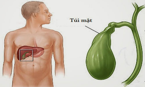 7 human organs can be removed and still survive images 7