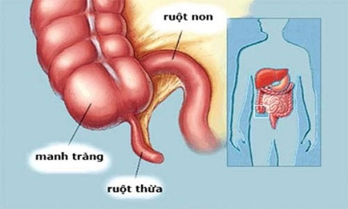 7 human organs can be removed and still survive images 8