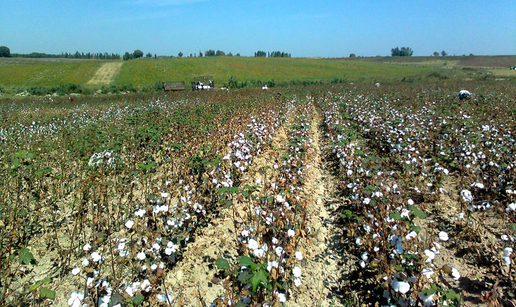 Picture 7 of 7 impressive things you don't know about Uzbekistan