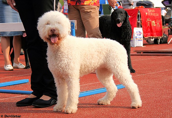 Picture 4 of 7 laws to protect the dog