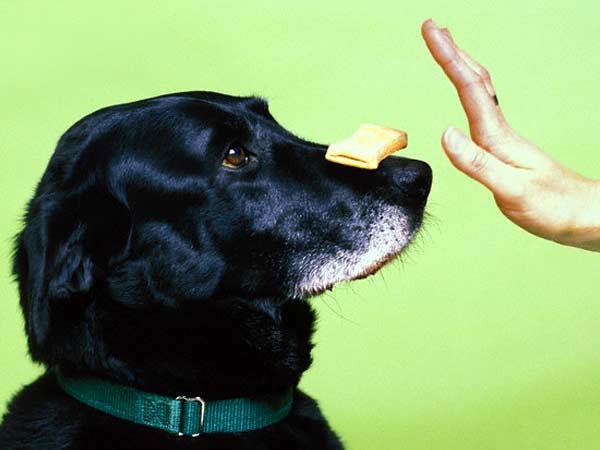 Picture 5 of 7 laws to protect the dog